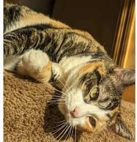 Photo of Peaches-No longer accepting apps