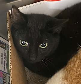 Photo of Zoe - 112001T