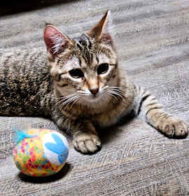 Photo of Turtle Dove