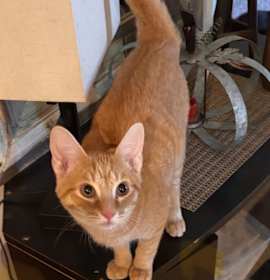 Photo of Simonn (must be adopted with Alvin)