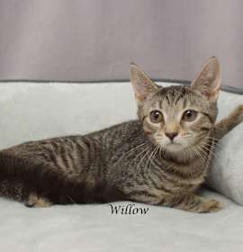 Photo of Willow C25-241