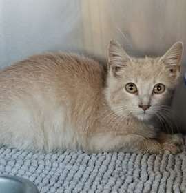 Photo of Al Purrchino