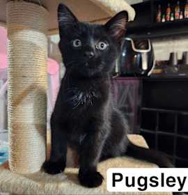 Photo of Puglsey
