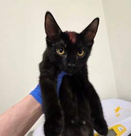 Photo of Doctor Eggman