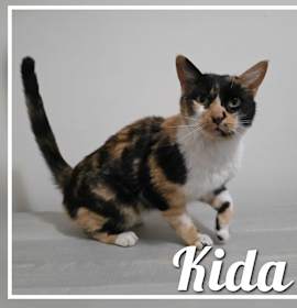 Photo of Kida