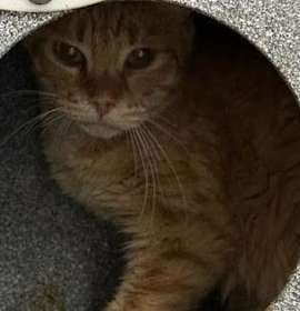 Photo of Outdoorsy Orange Fanta