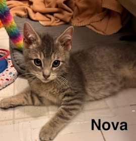 Photo of 1225-03 Nova