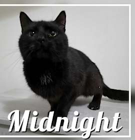 Photo of Midnight
