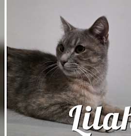 Photo of Lilah