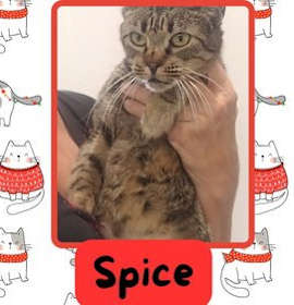 Photo of Spice