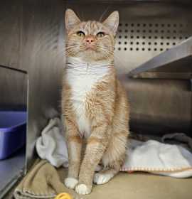 Photo of BUTTERBEAN (ABS) HIDDEN GEM