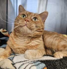 Photo of RON (ABS) HIDDEN GEM