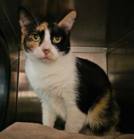 Photo of PATCHES (ABS) HIDDEN GEM