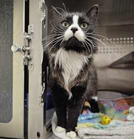 Photo of MARTY (ABS)