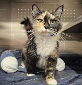 Photo of WILLOW (ABS)