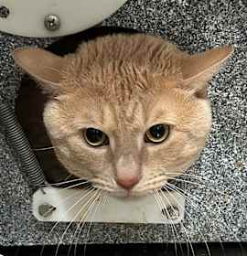 Photo of Habanero Career Cat?