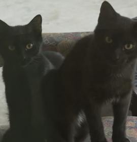 Photo of Hershey and Health (bonded pair)