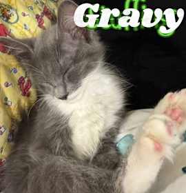 Photo of Gravy
