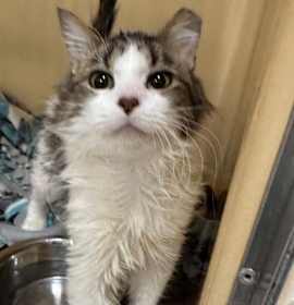 Photo of TOOTSIE ROLL