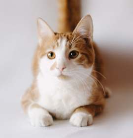 Photo of WAC7 Mallow