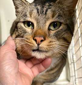 Photo of Bryler Whit