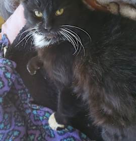 Photo of Enrico Caruso