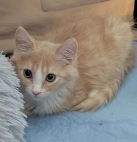 Photo of Angus (super handsome medium/ long hair kitten