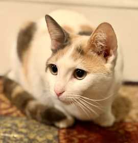 Photo of Ellie, Willow Grove Area, (FCID 08/05/2025-121)