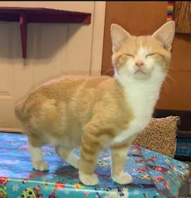 Photo of Cobweb Price