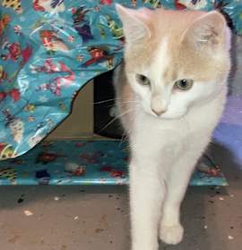 Photo of Mango Price