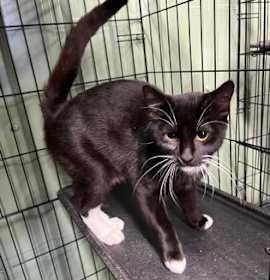 Photo of Marvel 25-200