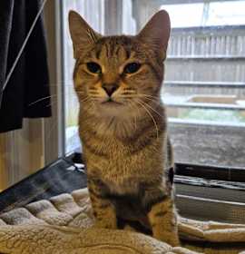 Photo of Darcy (green collar)