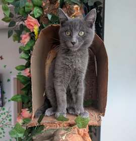 Photo of Kiwi - male kitten