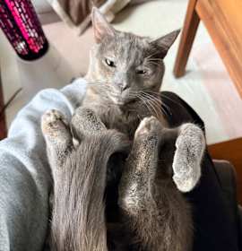 Photo of 0824-105 Lily (FKA Erika)