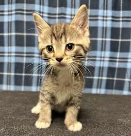 Photo of Gingerbread