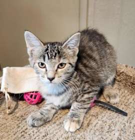 Photo of Sandy Cheeks