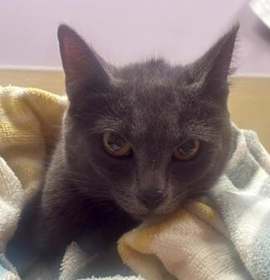 Photo of Mrs. Temple