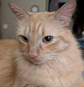 Photo of Jumping Jack Flash