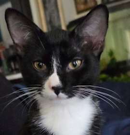 Photo of Zorro