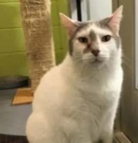 Photo of Elvis - In a Foster Home!