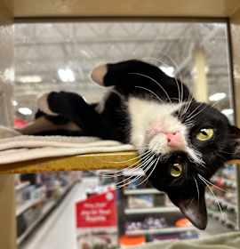 Photo of Cheesemonger