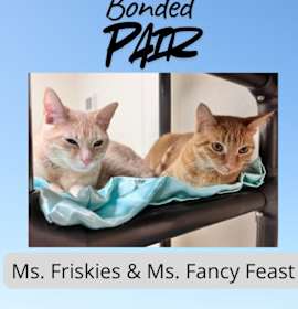 Photo of Ms. Fancy Feast