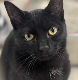 Photo of Leaf Blower 