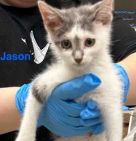 Photo of Jason Voorhees