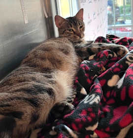 Photo of Tabbytha Thigh-Highs