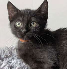 Photo of Dallas 4930