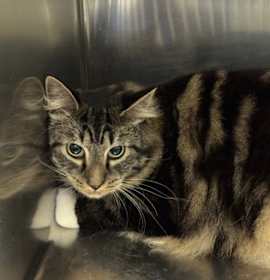 Photo of Brobee Bonded with Draco