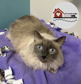 Photo of Kitty Purry