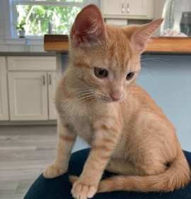 Photo of Sweet Potato Man