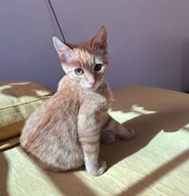 Photo of Pumpkin 4934